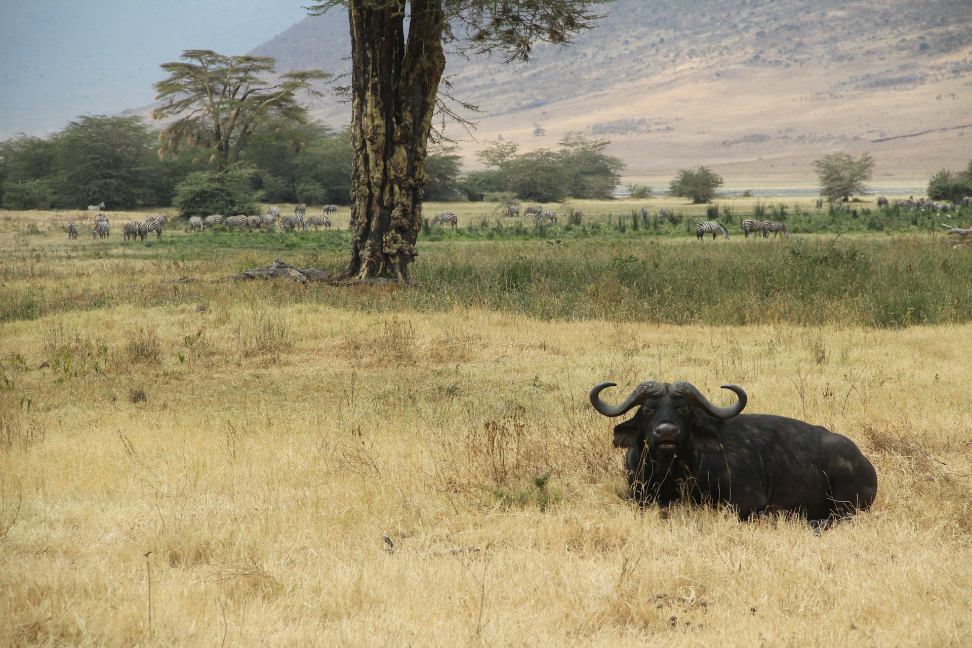 Ngorongoro Conservation Area