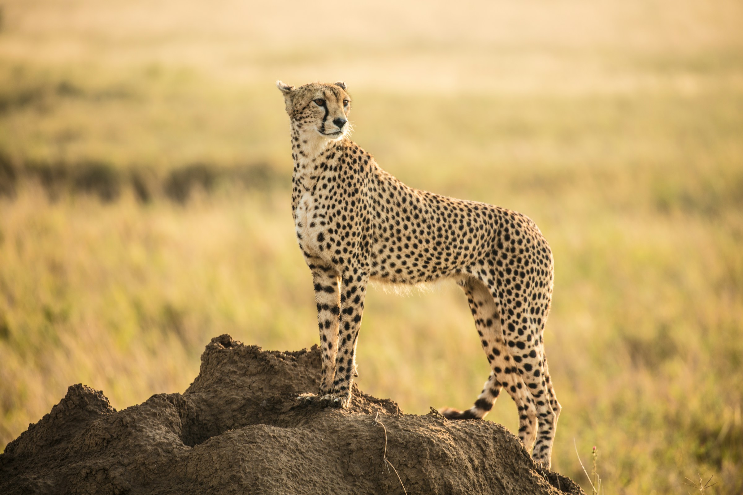 Serengeti National Park