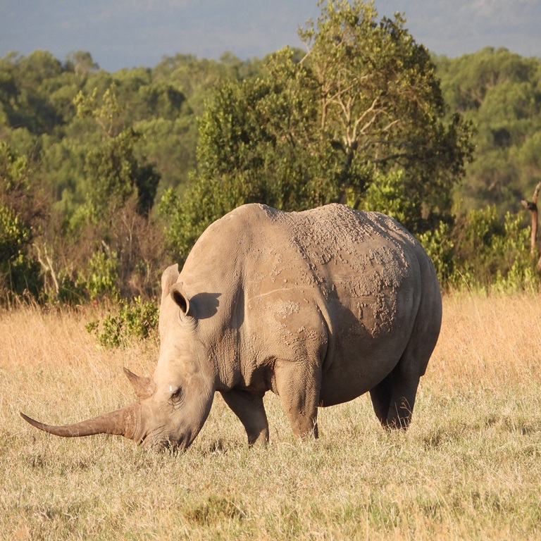 Tanzania experience- WILDLIFE SAFARI 15 DAYS