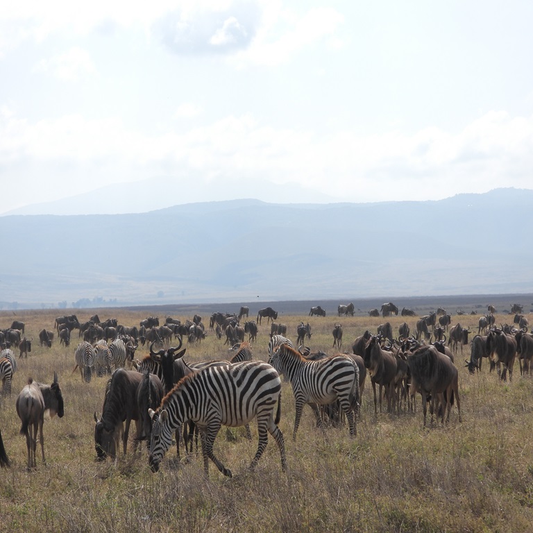 15 days WILDLIFE SAFARI Tanzania experience