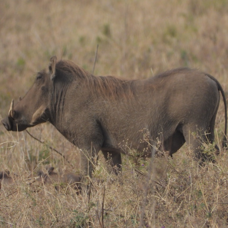 LUXURY SAFARI 18 DAYS