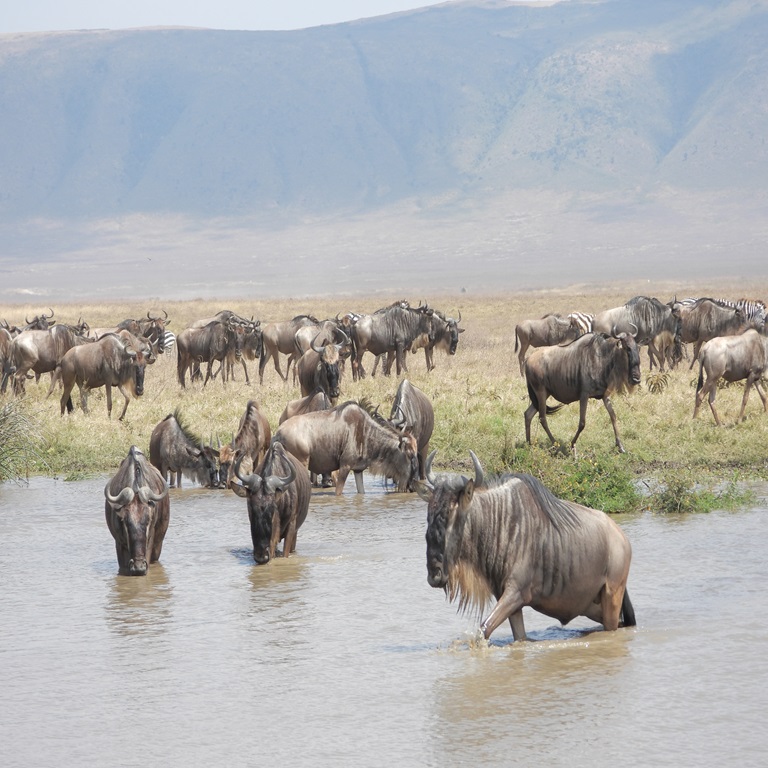 Calving Season-18 days 