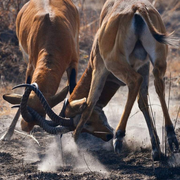 3 Days, Crater to Plains Safari