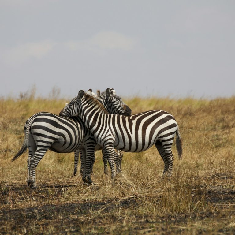 6 Days, 4 Parks Safari