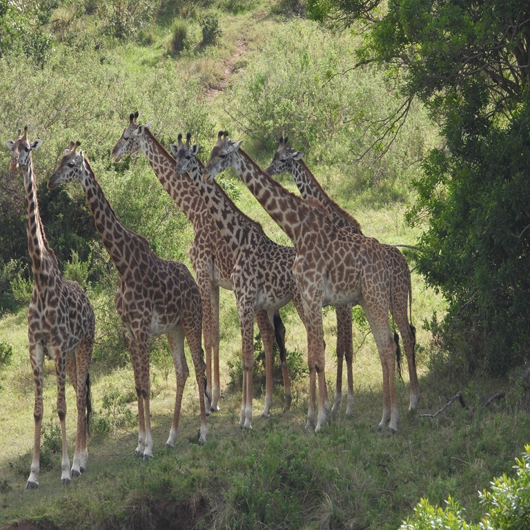 The Best Of Tanzania 11 Days