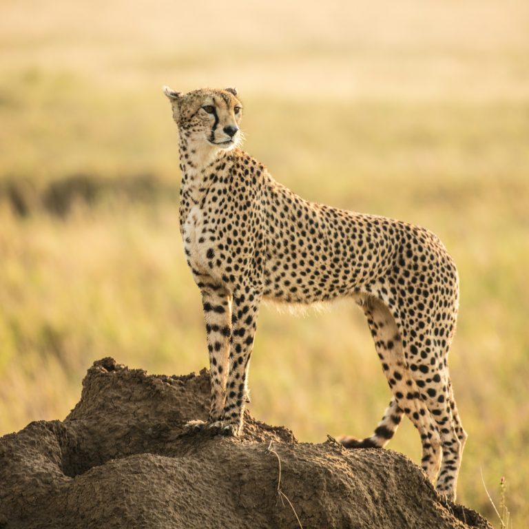 7 Days of Culture & Safari